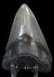 Robust, Serrated, Megalodon Tooth #41143-2